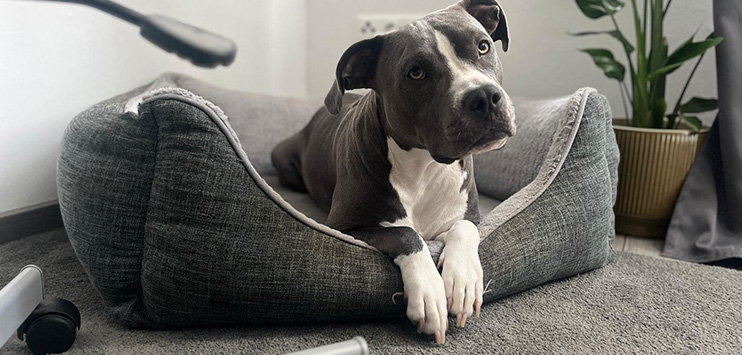 Hunde im Büro Blog: Hunde im Büro